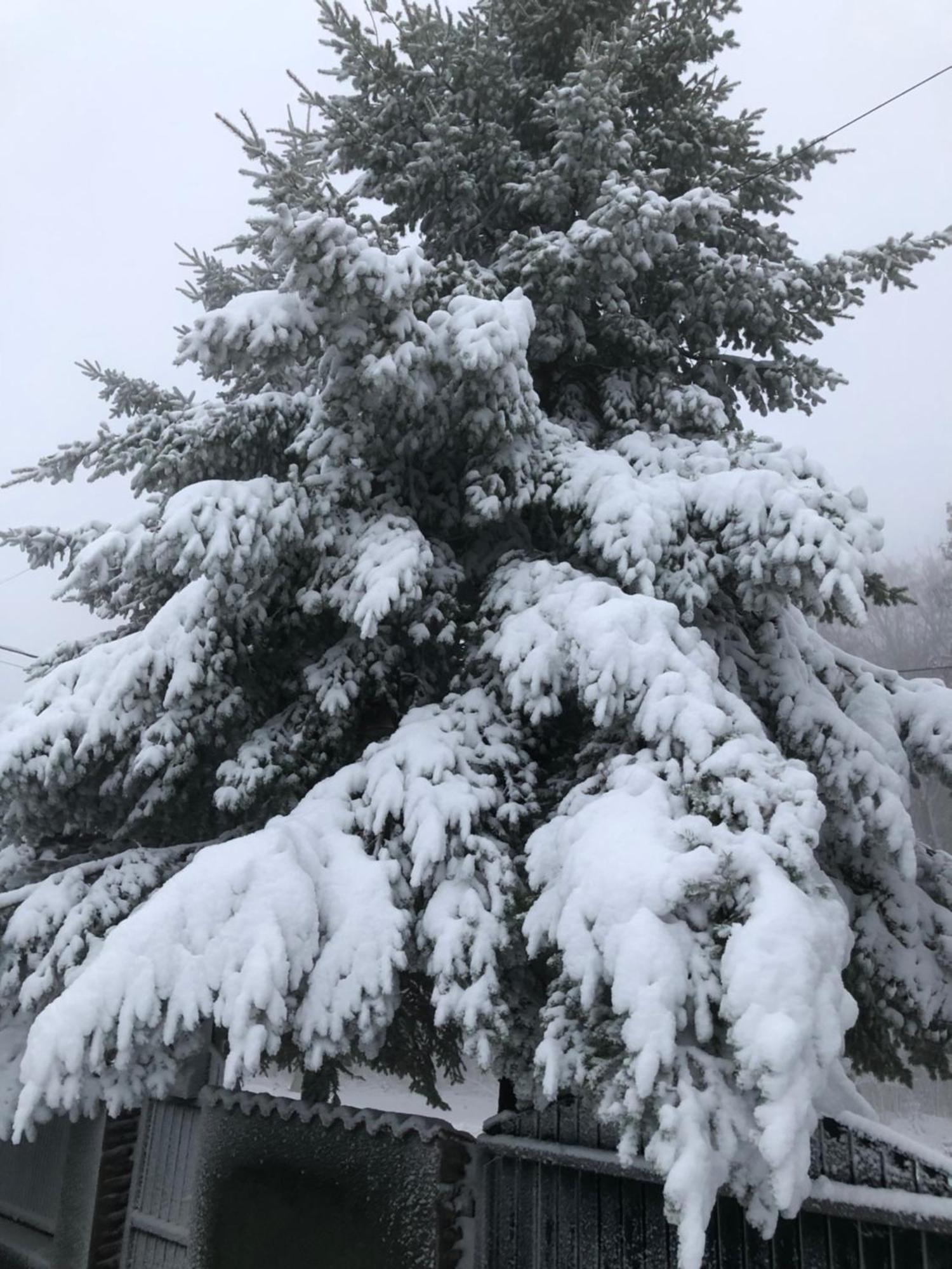 Bakonyi Mamutfenyő Vendégház Tés Extérieur photo